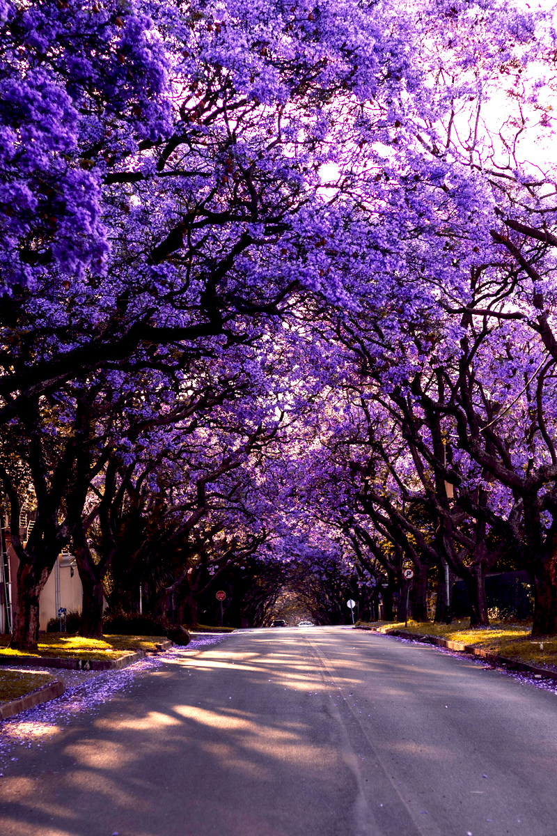 jacaranda
